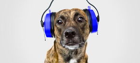 Dog-with-headphones